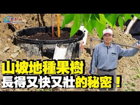 適合南部種植的果樹|水果苗/果樹苗/適合南部地區栽種水果/適合台南種植水果/水果/水。